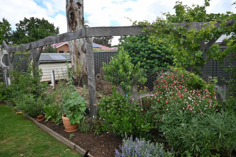 Balhannah - Chook area and garden