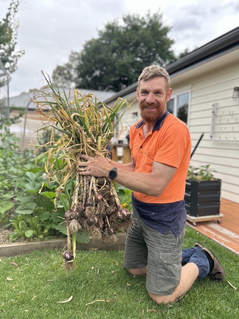 Ralph and garlic harvest, summer 2024